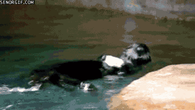 otter GIF by Cheezburger