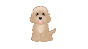 Toy Poodle Cute Dog Sticker by zoopeez