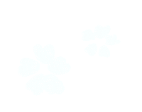 hs-movies flower japan sakura 白 Sticker