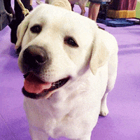 dog show GIF by Westminster Kennel Club