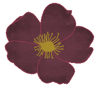 Flower Sticker by Unpopular Cartoonist