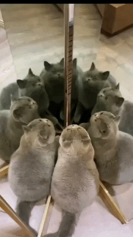 cuteanimalland giphyupload GIF