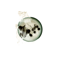 animation art GIF by Alastair Gray