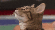 countdown to valentine&#39;s day cat bowl GIF by Hallmark Channel