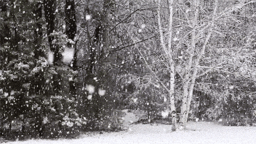Video gif. Against the backdrop of a snowy black and white forest, snow falls in reverse and floats upward toward the sky.