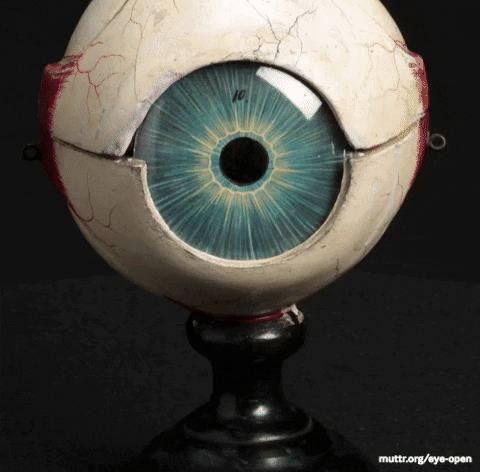 anatomy eyeball GIF by Mütter Museum