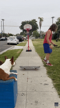 Dog Effortlessly Lands Basket While Balling With Owner