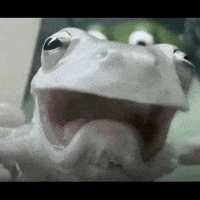 Frog Wtf GIF