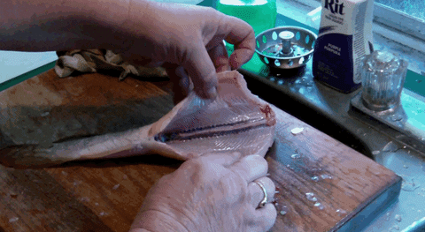 fish GIF