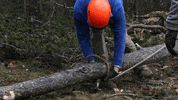 Tree Removal GIF by JC Property Professionals