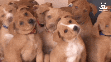 Mental Health Love GIF by Best Friends Animal Society