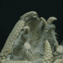 Happy Lets Go GIF by Valley Zoo Development Society