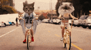 cats biking GIF