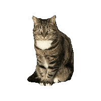 Cat Sticker
