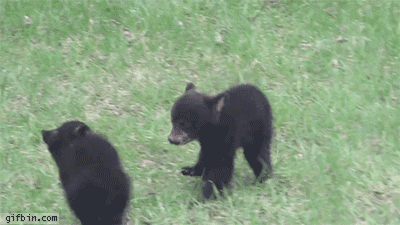 bear cubs GIF