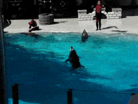 Slow Motion Flip GIF by HuffPost