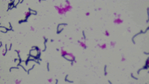 Gram Positive Blood GIF by Ansel Oommen