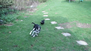 Duck and Dog Get Into Backyard Chase