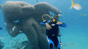 will smith swimming GIF by Will Smith's Bucket List