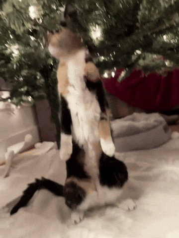 jaimilyn1224 cat kitty cat eating christmas tree GIF