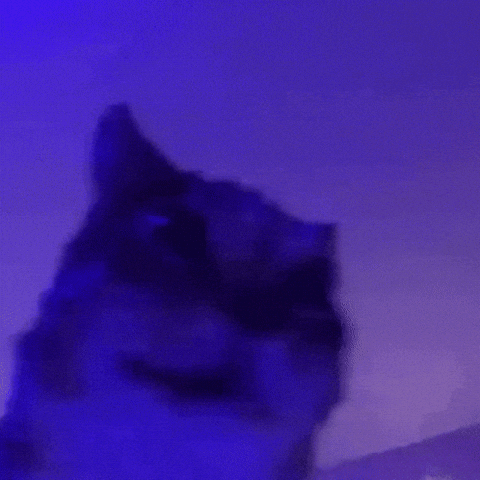 Silly Cat Shaking GIF