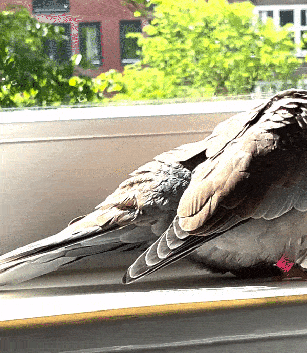 jirosworld giphyupload pet pigeon dove GIF