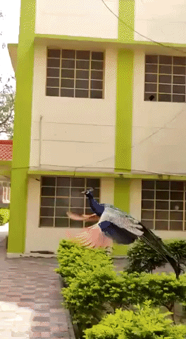 bird peackock GIF by JustViral.Net