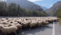 One Thousand Sheep Saunter By