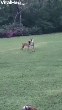 Deer Bounces and Frolics With Boxer Buddies