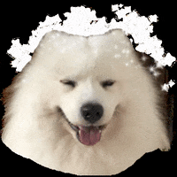 fluffyoppa happy dog oppa samoyed GIF
