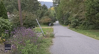Homeowner Backs Away After Meeting Bear Taking a Stroll Down the Street