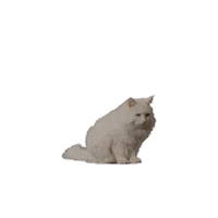 Popcorn Sticker by Amazon Prime Video