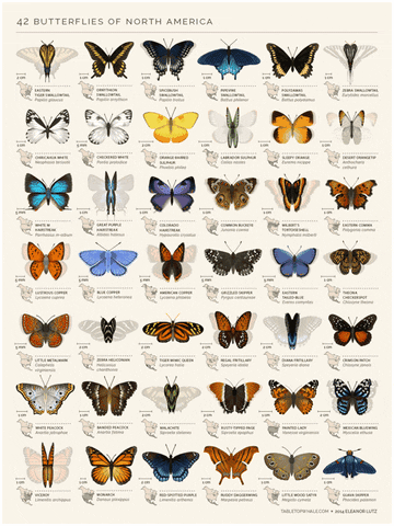 butterflies chart GIF