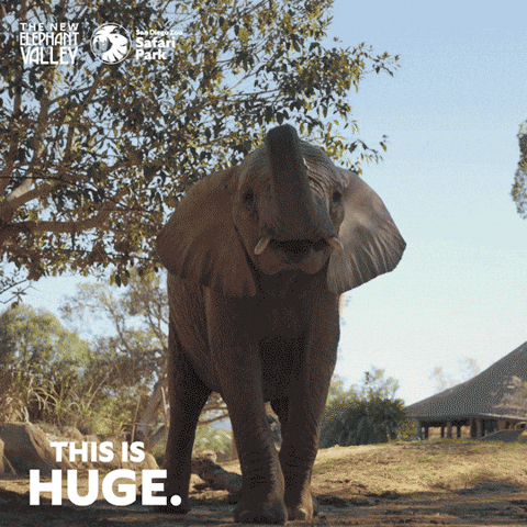 San Diego Zoo GIF by San Diego Zoo Wildlife Alliance