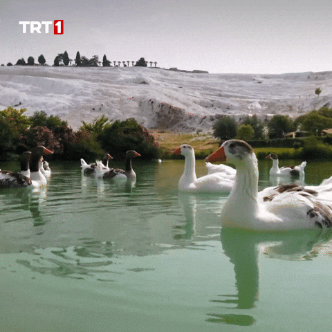 Summer What GIF by TRT