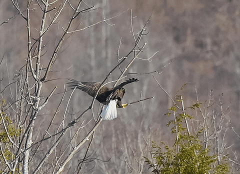 eagle GIF