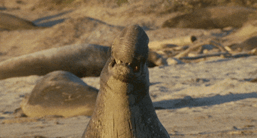 elephant seal GIF by Head Like an Orange