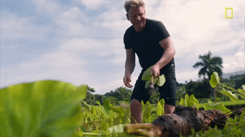 Gordon Ramsay Hawaii GIF by National Geographic Channel