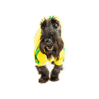 Scottish Terrier Dog Sticker by Revel Photo Co.