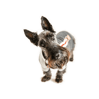 Scottie Dog Sticker by Revel Photo Co.