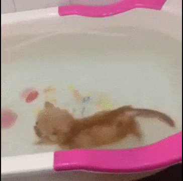 kitty bath GIF