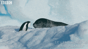 Talking Face Off GIF by BBC Earth