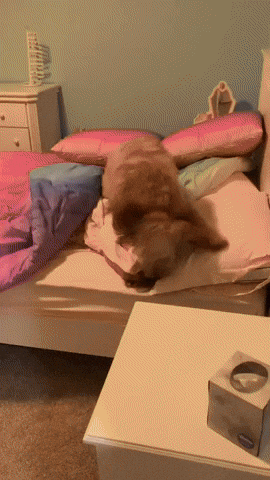 cuteanimalland giphyupload GIF