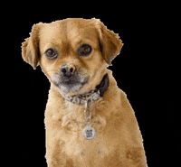 smooshy_mooshy dog animal yummy yum GIF