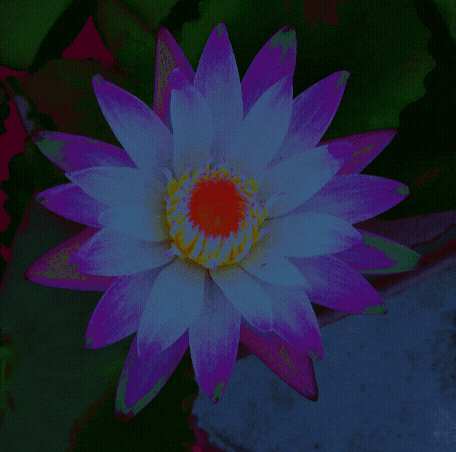 Flower Lotus GIF by ellaknor