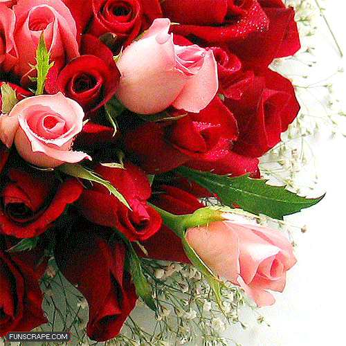 Flowers Roses GIF