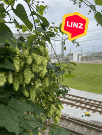City Wow GIF by Linz News