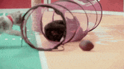 kitten bowl countdown to valentine's day GIF by Hallmark Channel