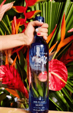 Flowers Mexico GIF by Milagro Tequila