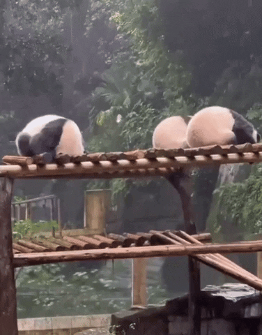 ehdgus1211 giphyupload GIF